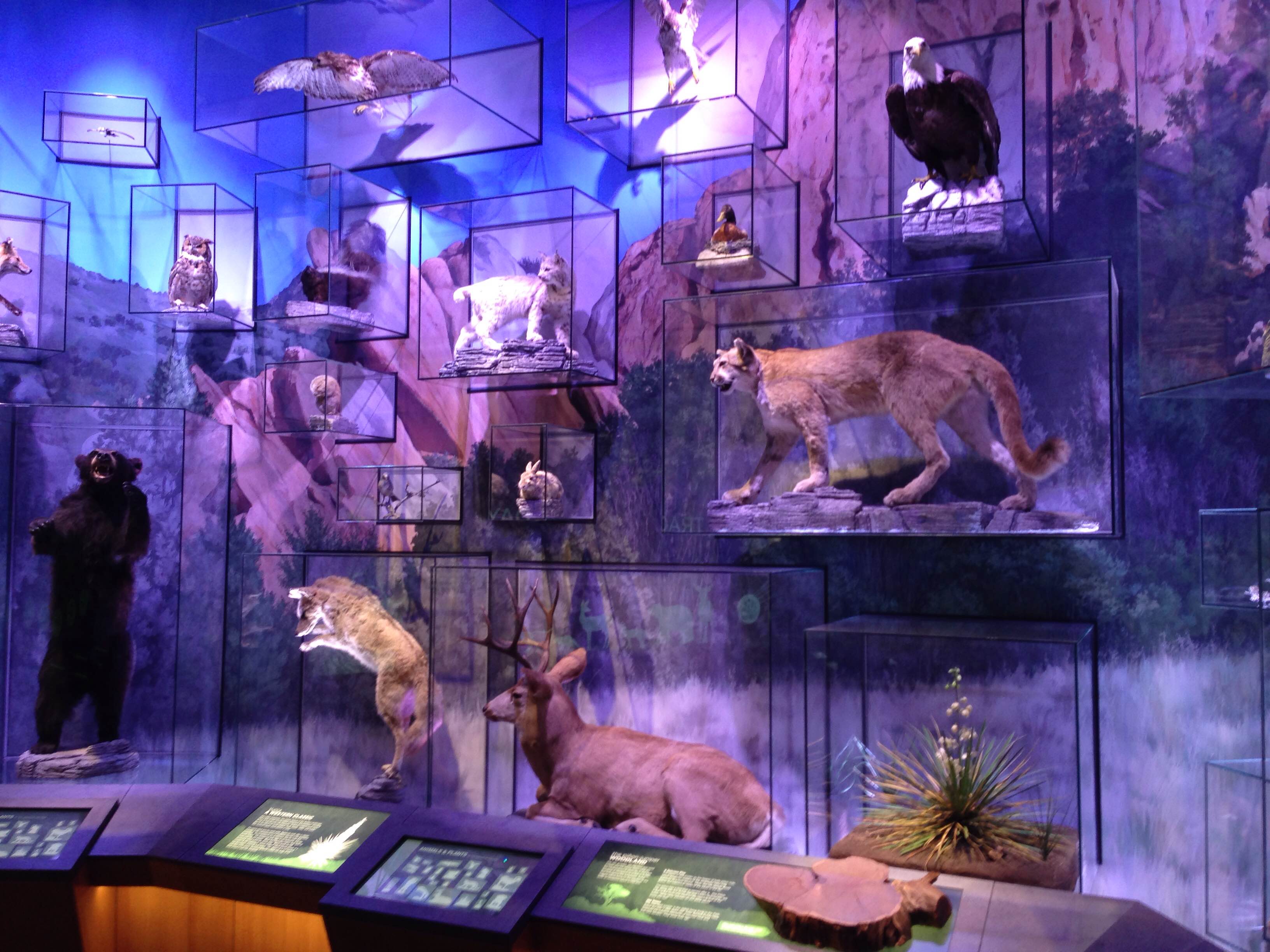Garden of the Gods Visitor Center Animals Garden of the Gods Visitor Center Animals